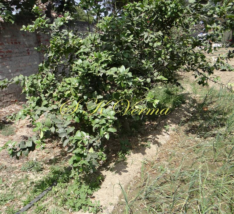  Plant